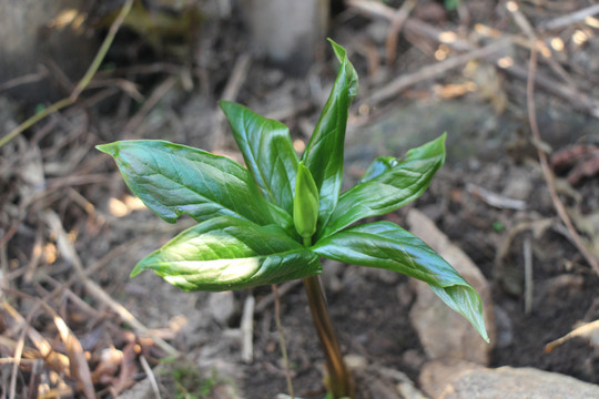 七叶一枝花