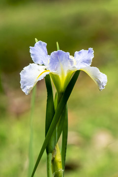 淡紫色鸢尾花