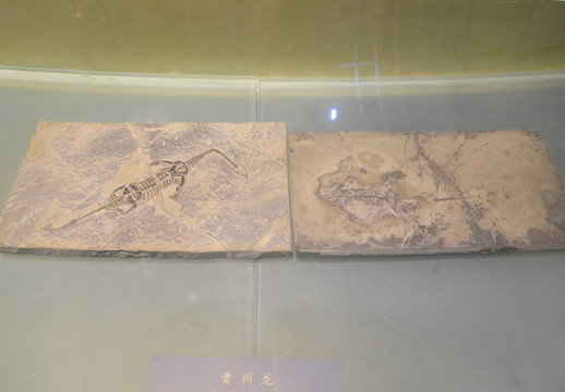 福建省博物院自然馆贵州龙化石