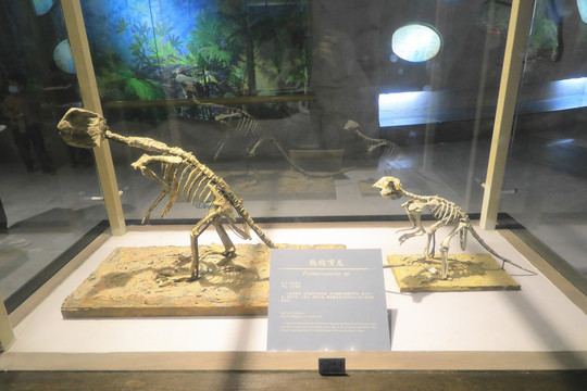 福建省博物院自然馆鹦鹉恐龙化石