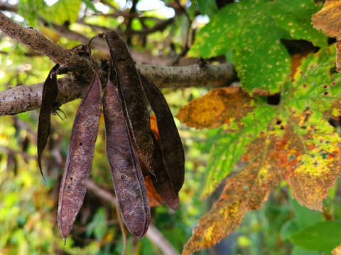 秋天枯萎的紫荆树豆荚