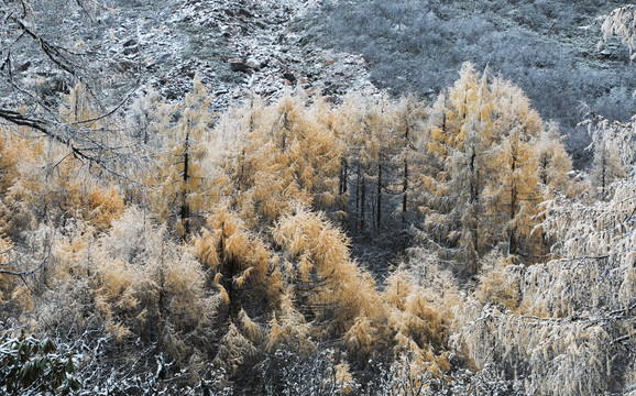 红豆杉雪景