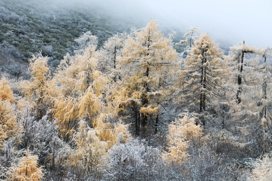 红豆杉雪景