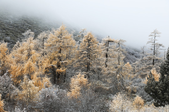 红豆杉雪景