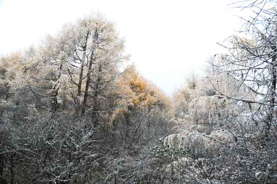 红豆杉雪景