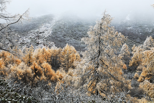 红豆杉雪景