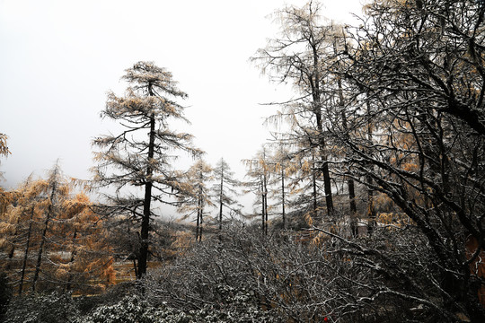 九寨沟雪景