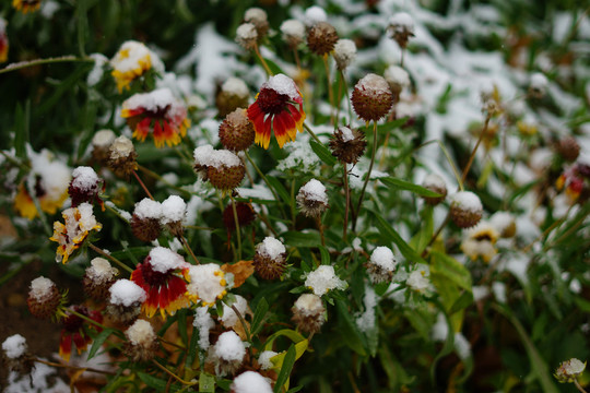 雪中果菊