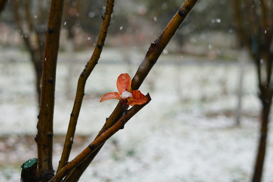 雪中红叶