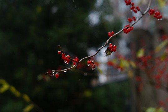 雪中红树果