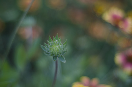 天人菊