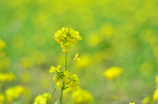 黄色背景油菜花田