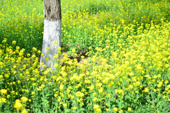 黄色背景油菜花田