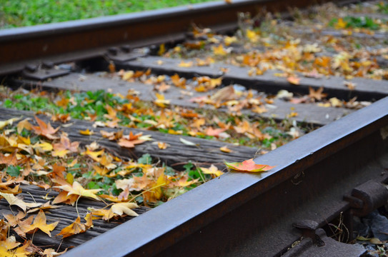 秋天树叶铁路