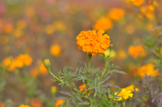 黄色菊花