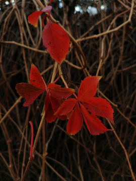 初冬的红叶