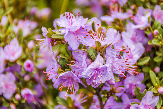 杜鹃花