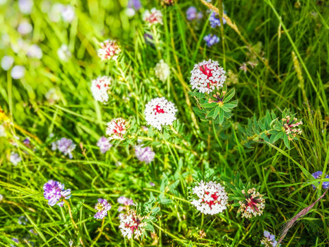 狼毒花