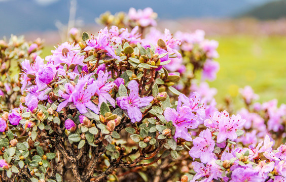 杜鹃花