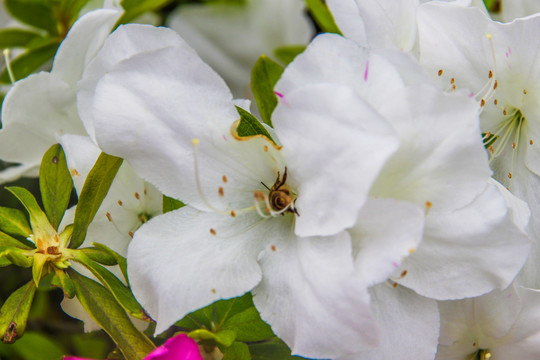 杜鹃花