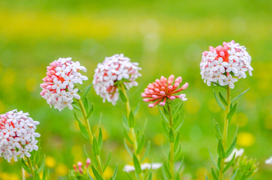 狼毒花