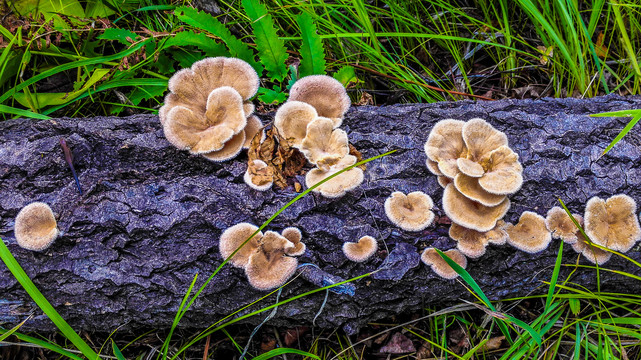 枯木上的蘑菇