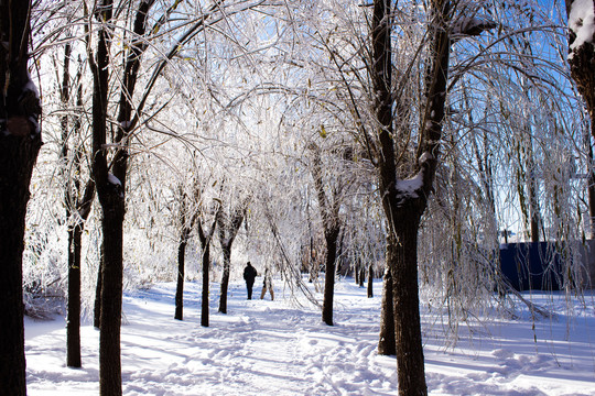 雪后的林间小路