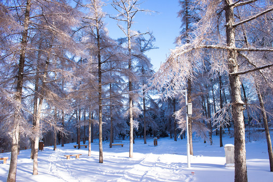 雪后的松树林