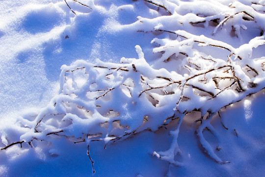 雪地里的树枝