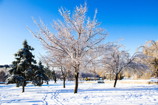 雪后的树