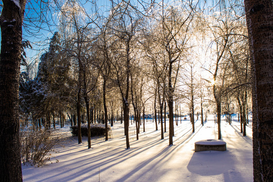 雪后树林