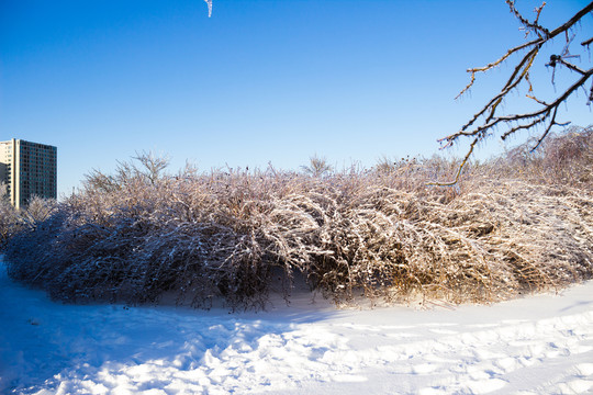 冰雪覆盖的树丛