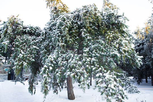 冰雪压青松