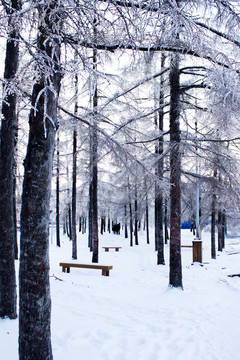 雪后松林