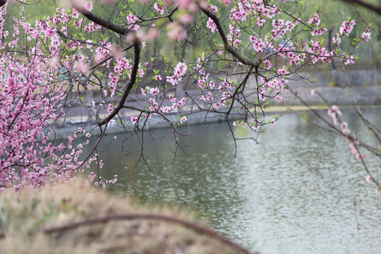 春暖花开