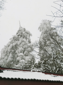 风雪树木
