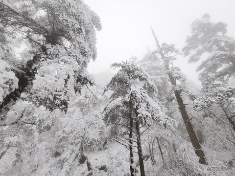 风雪山林