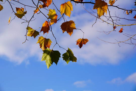 蓝天白云下的秋叶