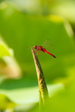 红蜻蜓