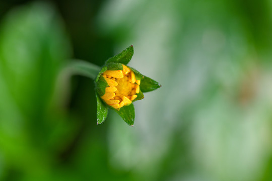 路边含苞欲放的野菊花