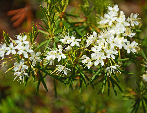 杜香花