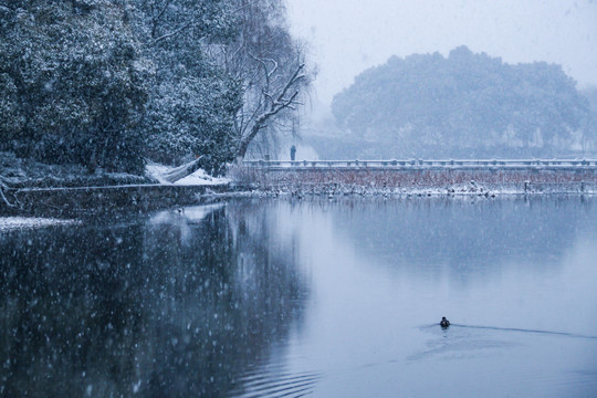 曲院风荷雪韵