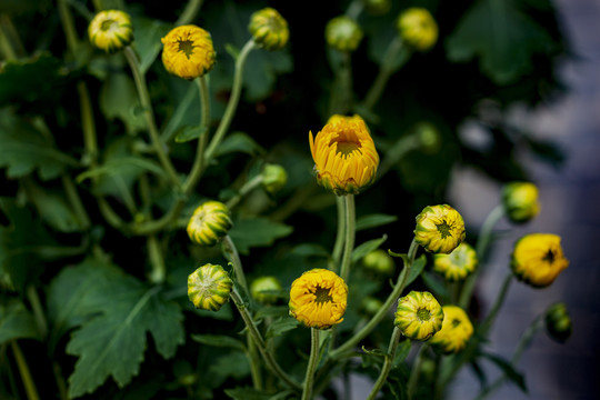 野菊黄色菊花