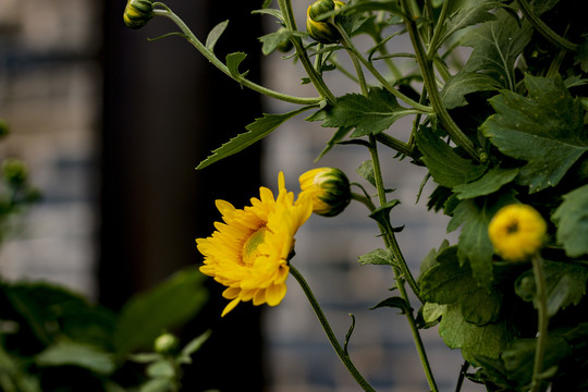 野菊黄色菊花