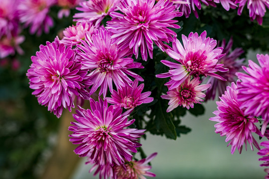 红色菊花小红菊