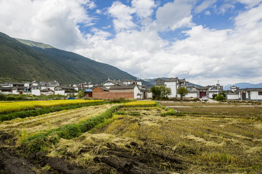 秋收稻田