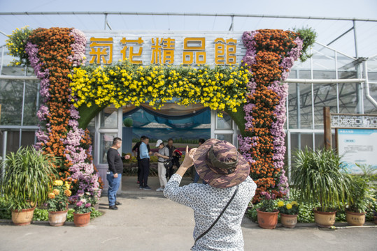 菊花精品园