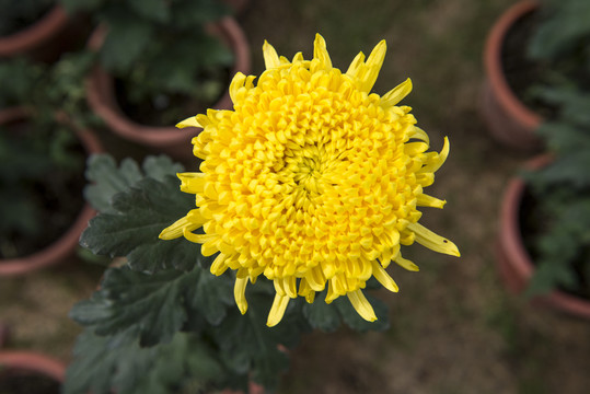 黄色大菊花