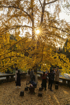 银杏树