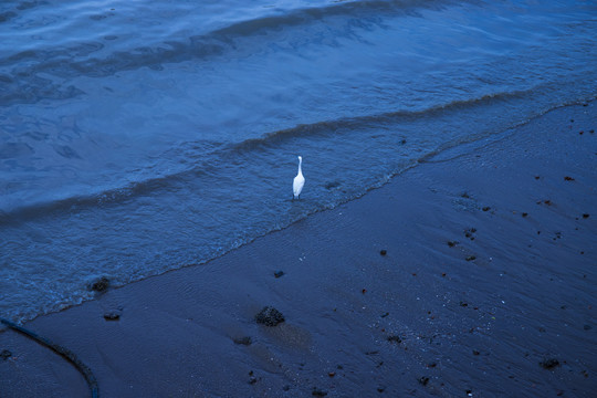 海边的白鹭